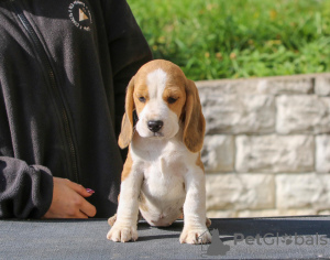 Zdjęcie №2 do zapowiedźy № 13617 na sprzedaż  beagle (rasa psa) - wkupić się Białoruś od żłobka