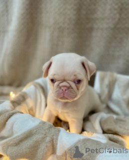 Zdjęcie №1. mops - na sprzedaż w Floriana | negocjowane | Zapowiedź №173476