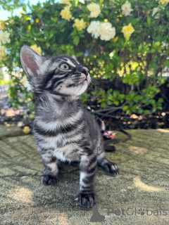 Zdjęcie №2 do zapowiedźy № 152640 na sprzedaż  kot bengalski - wkupić się Szwajcaria prywatne ogłoszenie