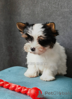 Zdjęcie №1. yorkshire terrier biewer - na sprzedaż w Tbilisi | negocjowane | Zapowiedź №167461