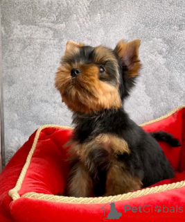 Zdjęcie №3. Teacup Yorkie Puppy do adopcji. USA