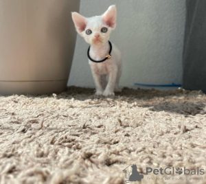 Zdjęcie №1. devon rex - na sprzedaż w Bremen | 2392zł | Zapowiedź № 128267