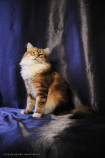 Zdjęcie №4. Sprzedam kot syberyjski w Moskwa. od żłobka - cena - 3460zł