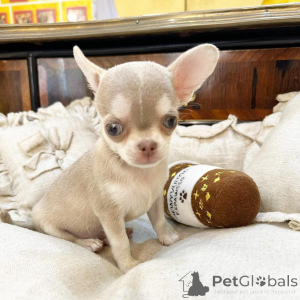 Zdjęcie №3. Prachtige Chihuahua-szczenię zoeken een Liefdevol nieuw thuis. Holandia