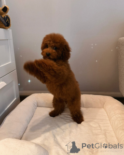 Zdjęcie №3. Zdrowe i szczęśliwe szczenięta pudla zabawkowego szukają rodzin na zawsze. Niemcy