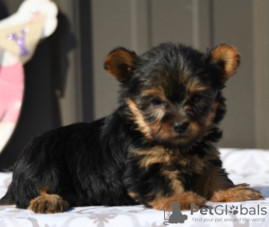 Zdjęcie №2 do zapowiedźy № 50502 na sprzedaż  yorkshire terrier - wkupić się USA prywatne ogłoszenie