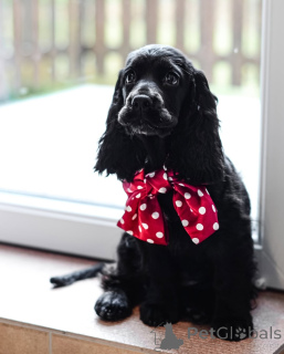 Zdjęcie №3. Poznaj Olivera pogodnego, lojalnego i pełnego miłości! Zawsze gotowy na. Niemcy