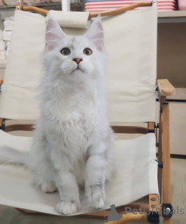 Zdjęcie №1. maine coon - na sprzedaż w Monachium | negocjowane | Zapowiedź № 155914