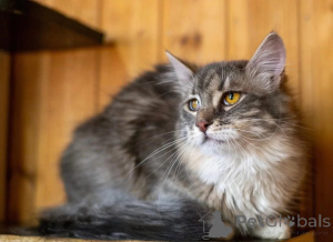 Zdjęcie №4. Sprzedam  w Rzeka Moskwa. prywatne ogłoszenie - cena - Bezpłatny