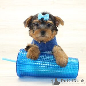 Zdjęcie №1. yorkshire terrier - na sprzedaż w Key West | 3050zł | Zapowiedź №138158