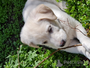 Zdjęcie №3. Sprzedam Białego Szczeniaka Labrador Retriever. Gruzja