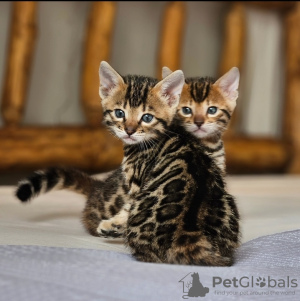 Zdjęcie №1. kot bengalski - na sprzedaż w Rzym | negocjowane | Zapowiedź № 133539