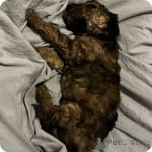 Zdjęcie №4. Sprzedam pudel (zabawka) w Miasto Iowa. prywatne ogłoszenie - cena - 3050zł