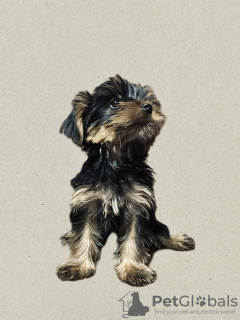 Dodatkowe zdjęcia: Szczeniaki yorkshire terrier