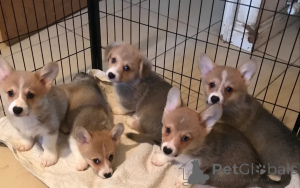 Zdjęcie №1. welsh corgi - na sprzedaż w Township Pennsylvania | 4574zł | Zapowiedź №148414