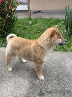 Zdjęcie №2 do zapowiedźy № 138757 na sprzedaż   - wkupić się Serbia 