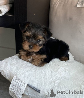 Zdjęcie №1. yorkshire terrier - na sprzedaż w Aizlingen | 2392zł | Zapowiedź №157024