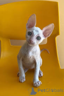 Zdjęcie №2 do zapowiedźy № 165932 na sprzedaż  kot cornish rex - wkupić się Francja prywatne ogłoszenie, hodowca