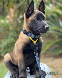 Zdjęcie №3. Adorables chiots Berger Belge Malinois cherchent une famille aimante. Francja