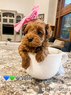 Zdjęcie №1. labradoodle - na sprzedaż w Bertrand | 3109zł | Zapowiedź №157478