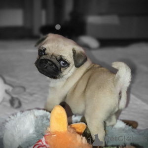 Zdjęcie №3. Idealne szczenięta mopsów - zdrowe, szczęśliwe i gotowe na swoje stałe domy!. Niemcy