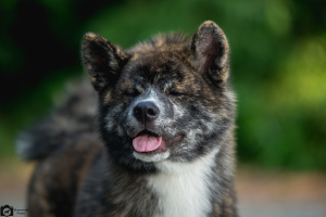 Zdjęcie №2 do zapowiedźy № 3598 na sprzedaż  akita (rasa psa) - wkupić się Ukraina prywatne ogłoszenie