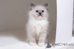 Zdjęcie №1. ragdoll - na sprzedaż w Waszyngton | 2549zł | Zapowiedź № 178264
