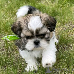 Zdjęcie №3. Szczenięta Shih Tzu. USA