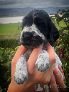 Zdjęcie №2 do zapowiedźy № 159140 na sprzedaż  cocker spaniel angielski - wkupić się Francja hodowca