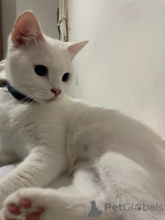 Zdjęcie №2 do zapowiedźy № 140116 na sprzedaż   - wkupić się Turcja prywatne ogłoszenie