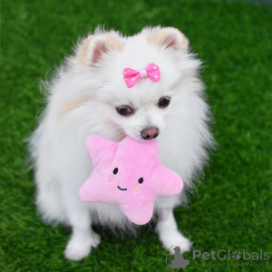 Zdjęcie №1. szpic miniaturowy - na sprzedaż w Porto | 1674zł | Zapowiedź №132476