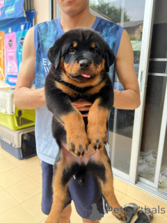 Zdjęcie №1. rottweiler - na sprzedaż w Feldkirchen w Kärnten | 1674zł | Zapowiedź №168088