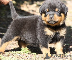 Zdjęcie №1. rottweiler - na sprzedaż w Дублин | 1046zł | Zapowiedź №117831