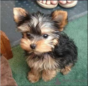 Zdjęcie №2 do zapowiedźy № 136525 na sprzedaż  yorkshire terrier - wkupić się Szwajcaria prywatne ogłoszenie