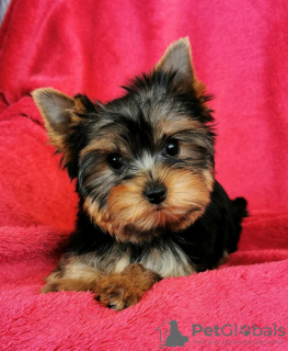 Zdjęcie №2 do zapowiedźy № 123408 na sprzedaż  yorkshire terrier - wkupić się Grecja prywatne ogłoszenie