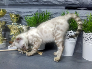 Zdjęcie №2 do zapowiedźy № 953 na sprzedaż  kot bengalski - wkupić się Białoruś prywatne ogłoszenie, od żłobka, hodowca