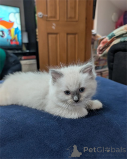 Zdjęcie №1. ragdoll - na sprzedaż w Dietzenbach | 1674zł | Zapowiedź № 154586