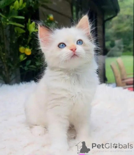 Zdjęcie №1. ragdoll - na sprzedaż w Ren-Palatz | 2774zł | Zapowiedź № 176010