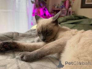 Zdjęcie №2 do zapowiedźy № 158836 na sprzedaż  kot syjamski - wkupić się Francja hodowca