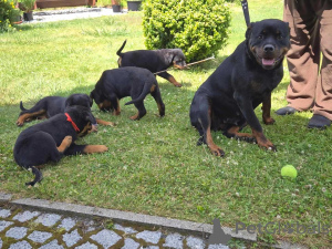 Zdjęcie №2 do zapowiedźy № 161544 na sprzedaż  rottweiler - wkupić się Niemcy prywatne ogłoszenie