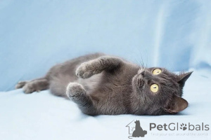 Zdjęcie №4. Sprzedam  w Москва.  - cena - Bezpłatny