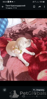 Zdjęcie №2 do zapowiedźy № 136417 na sprzedaż  golden retriever - wkupić się Federacja Rosyjska hodowca