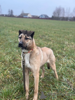 Zdjęcie №2 do zapowiedźy № 161044 na sprzedaż  pies nierasowy - wkupić się Federacja Rosyjska prywatne ogłoszenie