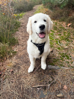Zdjęcie №1. golden retriever - na sprzedaż w Zły Vilbel | negocjowane | Zapowiedź №157843