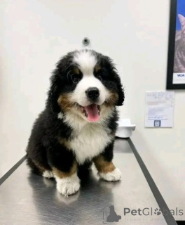 Zdjęcie №3. Wunderschöner Berner Sennenhundwelpe sucht ein neues Zuhause!. Niemcy