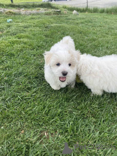 Zdjęcie №1. maltipu - na sprzedaż w Berlin | 4305zł | Zapowiedź №149850