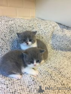 Zdjęcie №1. kot brytyjski krótkowłosy - na sprzedaż w Barsbüttel | 1435zł | Zapowiedź № 160184