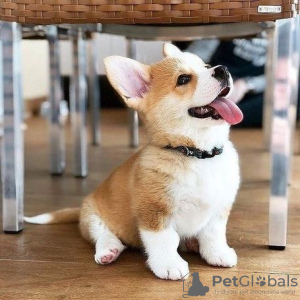 Zdjęcie №1. welsh corgi - na sprzedaż w Дортмунд | 1046zł | Zapowiedź №95724