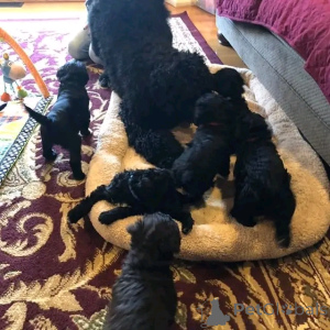 Zdjęcie №4. Sprzedam portugalski pies dowodny w Berlin. hodowca - cena - 4784zł