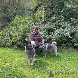 Zdjęcie №1. buhund norweski - na sprzedaż w Amsterdam | 3348zł | Zapowiedź №163876